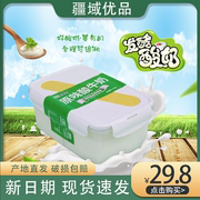 新疆西域春酸奶大桶装，1kg原味奶皮子饭盒酸牛奶营养早餐家庭装