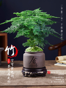 文竹盆栽植物室内办公室，水培客厅懒人，小绿植花卉大全盆景四季常青