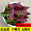 农家新鲜全叶紫苏叶无长杆可食用香料蔬菜鱼虾蟹牛蛙去腥提香250g