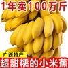 广西小米蕉10斤苹果蕉新鲜香蕉水果酸甜banana芭蕉应季整箱