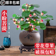 小盼菩提树盆栽带果绿植室内禅意盆景办公室花卉植物桌面好养摆件