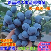 蓝莓树果苗盆栽地栽阳台四季蓝莓，苗南方北方种植奥尼尔蓝莓果树苗
