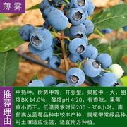 盆栽果树苗木 蓝莓树苗 大苗带果 蓝莓苗庭院植物地栽果苗