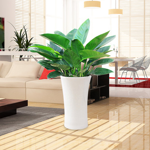 绽放四季金钻大叶绿植大盆栽净化空气，客厅室内大叶植物办公室