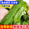 海白菜新鲜盐渍裙带菜梗整箱海白菜商用海带梗海藻海白菜咸菜