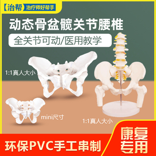 动态女性腰椎骨盆骨骼模型关节可迷你小盆骨产康人体医用骨架