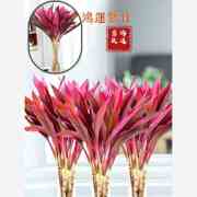 紫竹鸿运当头富贵竹水培植物室内招财绿植转运竹子客厅红叶盆栽