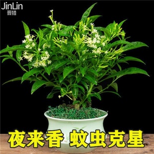 夜来香花树苗夜来香盆栽花卉，植物室内驱蚊花苗浓香夜来香四季开花