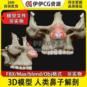 3dmaxobjfbxblend医学模型人体，鼻子解剖结构鼻骨鼻肌鼻孔压肌