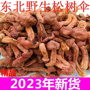 东北特产红蘑 野生红蘑菇干货 松树伞松蘑菇肉蘑钉菌250g
