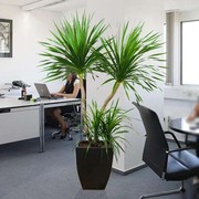 办公室龙须绿植多头龙血树室内盆，!旺宅花卉铁树龙植物(龙植物)客厅树盆栽