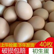 广西土鸡蛋农家散养鸡蛋新鲜初生，蛋鲜鸡蛋草鸡蛋初产蛋40枚整箱