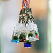 marimo海藻球生态瓶小挂件饰品礼物学生迷你绿植，水生球藻绿藻生物