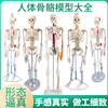 85cm人体骨骼模型170cm全身成人，骨架人体模型小骷髅教学脊椎模型