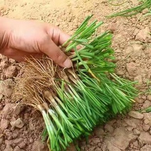 四季韭菜根阳台庭院种植野生食用韭菜盆栽种子本土小细叶韭菜根苗