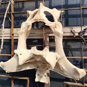 牛坐骨盆骨尾巴大型动物骨架羊头牛头壁挂壁饰创意个性装饰品夜场