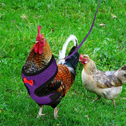 宠物鸡鸭鹅胸背带牵引绳可调节式鸡束缚带舒适透气弹性带宠物用品