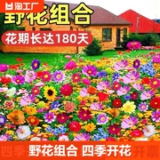 野花组合种子四季开花耐寒花籽，波斯菊格桑花易活庭院，室外花种籽子