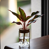 水培植物虎皮兰南洋杉万年红办公室客厅茶几花卉盆栽净化空气绿植