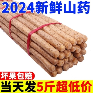 2024新货正宗河南垆土铁棍山药新鲜蔬菜小白嘴怀淮山药5