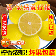 四川安岳黄柠檬(黄柠檬)5斤新鲜当季水果皮薄多汁香水甜青柠檬奶茶店商用