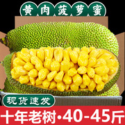 海南菠萝蜜新鲜水果波罗蜜，当季整箱40斤一整个红黄心三亚特产