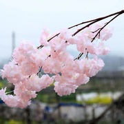 仿真樱花枝婚庆假花树，梅花桃花枝塑料花，室内客厅吊顶阳台花藤装饰