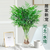 袖珍椰子水培绿植物富贵凤尾竹，观叶盆栽客厅，办公室内桌面好养四季
