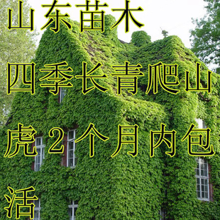 三叶五叶爬山虎苗树苗爬藤四季种子，红色爬墙虎大苗绿化苗遮荫植物