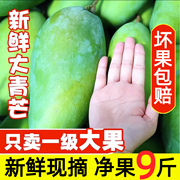 越南大青芒特大芒果新鲜10斤超大水果海南金煌当季整箱青芒果鲜果