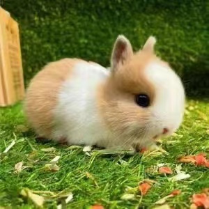小型侏儒兔子活物长不大宿舍宠物兔迷你茶杯兔凤眼垂耳兔活体儿童
