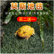 角蛙莫斯地毯保湿雨林垫陆龟，树蛙爬宠蛇守宫，角蛙爬虫造景垫材乌龟