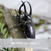高档昆虫标本森林力士甲虫标本独角，仙昆虫标本生态微景观工艺品男