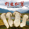 西藏林芝特产野生松茸干货特级干松茸片菌菇汤50g新货非云南