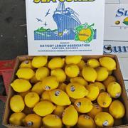 进口黄柠檬新鲜水果新奇士柠檬南非智利柠檬大果16个皮薄多汁