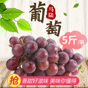 上海马陆葡萄5斤装马陆，巨峰葡萄巨丰新鲜果园现采水果上海特产