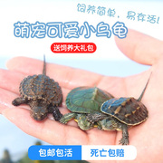 活物鳄龟宠物小巴西龟蛋华草龟活龟观赏长寿龟Z中龟苗幼体