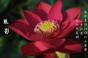 不二的花园魅影 中小型碗莲迷你盆栽荷花 红色复瓣  包对版