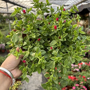 吊多肉植物盆栽带花牡丹吊兰，净化空气办公室书房客厅花卉绿植