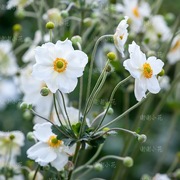 谢谢小花野棉花奥诺季伯特(季伯特)银莲花，秋牡丹多年生耐寒耐阴花卉植