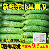 东北旱黄瓜新鲜小黄瓜，农家特产青瓜青菜水果，黄瓜生吃当季蔬菜5斤