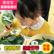 七彩色蚕宝宝活物学生养蚕套装，蚕宝宝卵，套餐春蚕卵蚕籽幼虫三年级