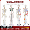 成人体肌肉骨骼结构全身解剖骨架，模型可拆卸医用脊椎小白骷髅教具