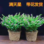 满天星盆栽带花苞花草，植物四季开花阳台室内花卉，绿植盆景