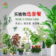 办公室花卉绿植套餐北京同城，公司前台好养四季除甲醛植物盆栽