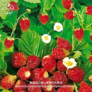 高山草莓种子红色奇迹食用香甜浆果进口传家宝多年生室内盆栽水果