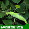另类宠物马来巨扁竹节虫活体宠物，昆虫活体叶子虫叶䗛竹节虫活体