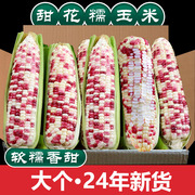 新鲜现摘花糯玉米当季整箱10斤甜玉米棒子苞谷粒水果玉米蔬菜