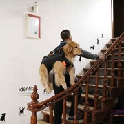 马犬金毛双肩携行狗背包，中大型犬，背包神器便携外出担架大背狗包