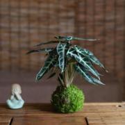 小仙女苔藓球盆栽观音莲海芋，办公室内竹芋，冷水花吸甲醛桌面小绿植